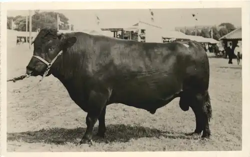 Bellahoj-Udstillingen 1939 - Danmark -703800