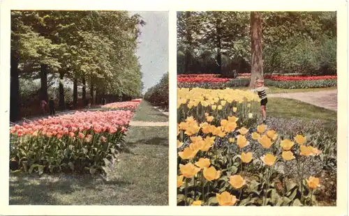 Lisse - Keukenhof -711354