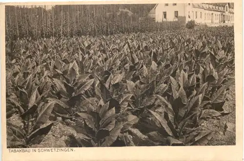 Tabakbau in Schwetzingen -711958