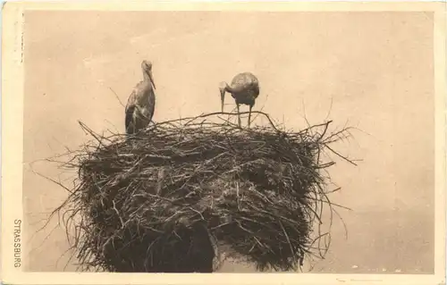 Strassburg - Storch -712142