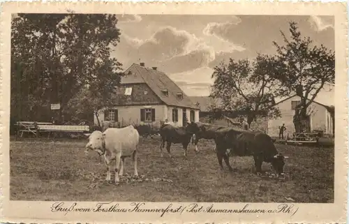 Gruss vom Forsthaus Kammerforst - Post Assmannshausen -714088