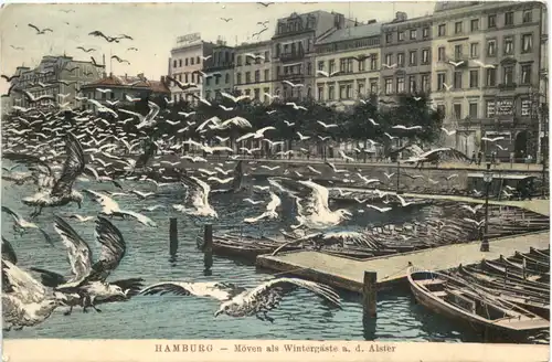 Hamburg - Möwen als Wintergäste -718922