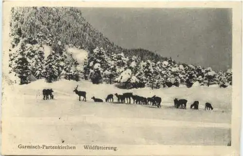 Garmisch-Partenkirchen - Wildfütterung -726952