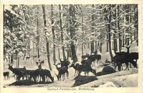 Garmisch-Partenkirchen - Wildfütterung -726964