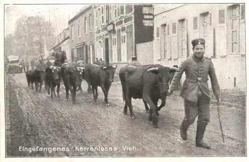 WW1 - Eingefangenes herrenloses Vieh -732190