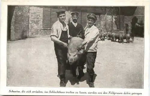 WW1 - Schlachthaus Schweine -732184
