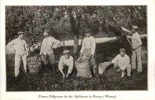 WW1 - Unsere Feldgrauen bei der Apfelernte in Pinnon -732194