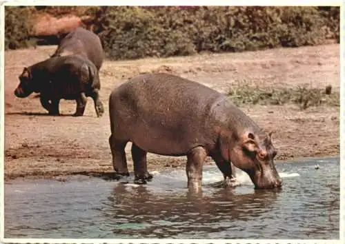 South Africa - Hippo -732610