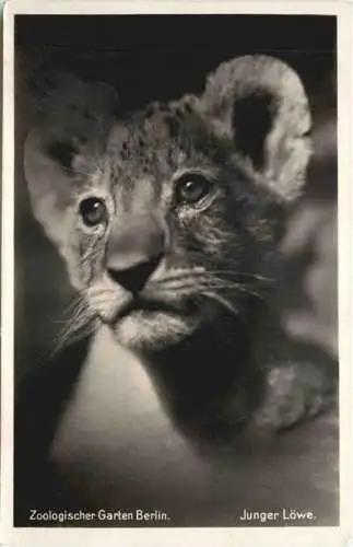 Berlin - Zoologischer Garten - Junger Löwe -736012