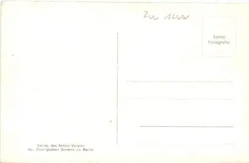 Berlin - Zoologischer Garten - Junger Löwe -736012