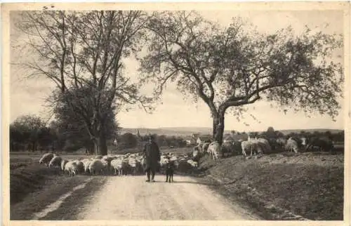 Vogelsberg - Schäfer -744932