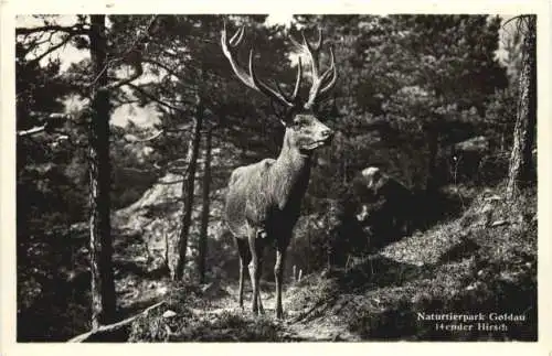 Naturtierpark Goldau - Hirsch -745572