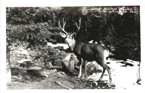 California - Springville - Hirsch -745570