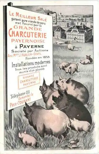 Payerne - Grande Charcuterie - Schweine -745830