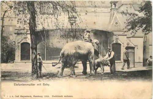 Hamburg - Stellingen - Carl Hagenbecks Tierpark - Elefantenmutter -750512