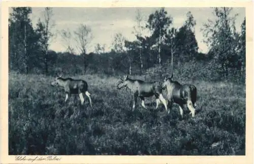 Kurische Nehrung - Ostpreussen -752252