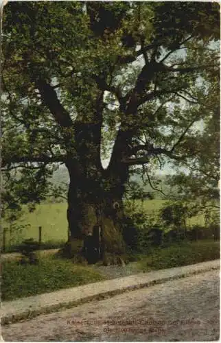 Cadinen bei Elbing - 1000jährige Eiche -752960