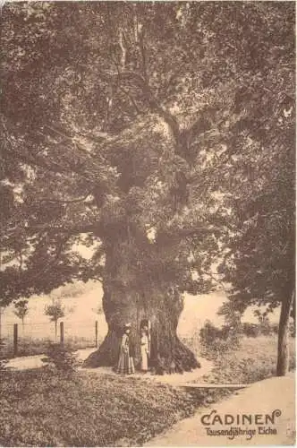 Cadinen bei Elbing - 1000jährige Eiche -752968