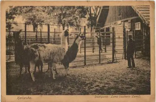 Karlsruhe - Stadtgarten - Lama -755452