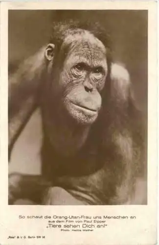 Orang-Utan Frau Film - Tiere sehen dich an -755622