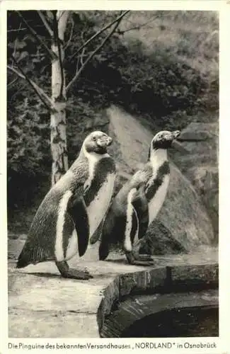 Osnabrück - Pinguine des Versandhauses Nordland -759918