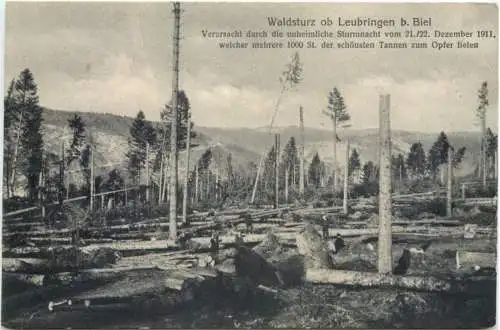 Waldsturz ob Leubringen bei Biel -765224