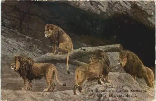 Stellingen - Carl Hagenbecks Tierpark - Löwen -766246