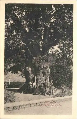 Cadinen - Tausendjährige Eiche -770064