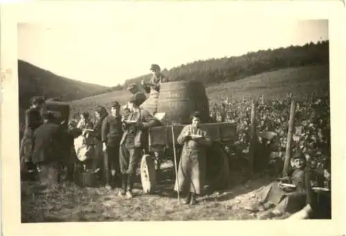 Weinbau - Weinlese -730002