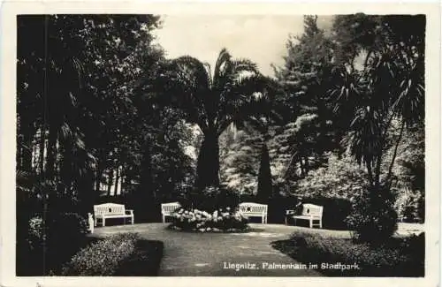 Liegnitz - Palmenhain im Stadtpark -770478