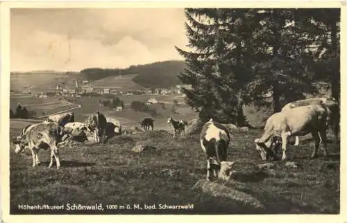 Schönwald - Schwarzwald -771312