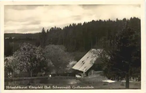 Königsfeld - Großbauernlinde -771332