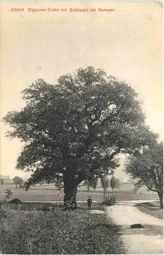 Zigeuner Eiche am Schüppel bei Ramsen SH -777082