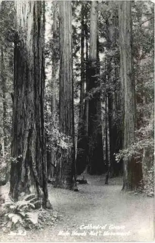 Muir Woods National Monument -777096