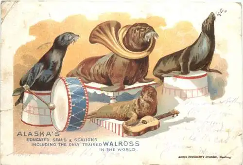 Zirkus - Alaskas Educated Seals & Sealions - Walross - Litho -782766