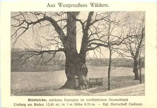 Cadinen bei Elbing - 1000jährige Eiche -752966