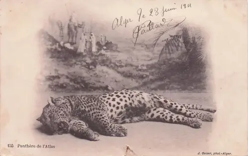 Ansichtskarte / Postkarte Algerie, Panther des Atlas -794104