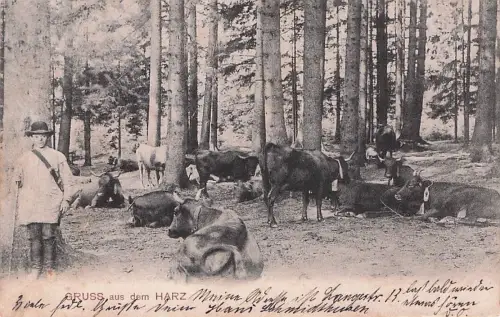 Gruss aus dem Harz -796108