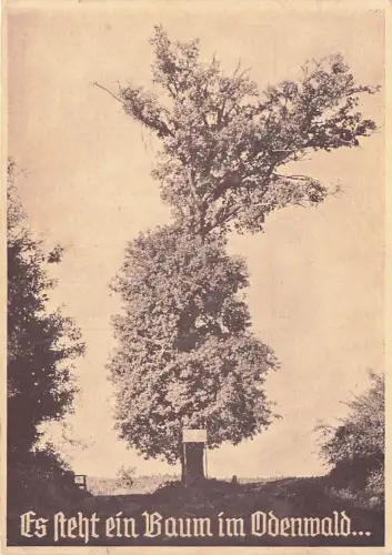 Lutherbaum -796274
