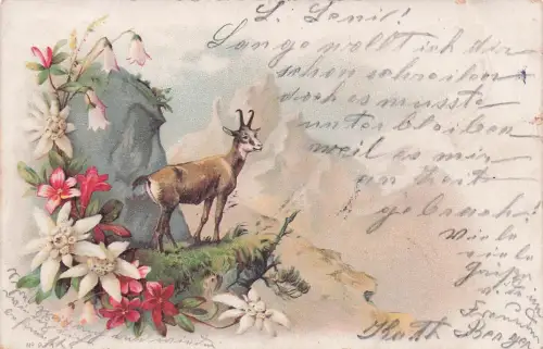 Künstlers Müller jun Eine Gämse steht auf einem Felsen -797934