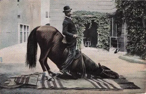 Pferd -798354
