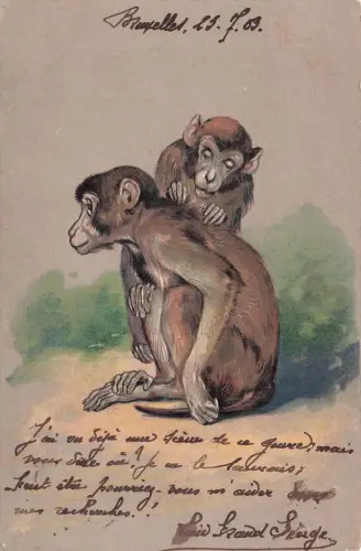 zwei Affen, . Es wurde am 15. Juli 1903 in Brüssel verschickt. -798192