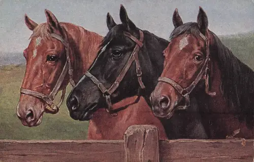 Drei Pferde. Alte und Vintage-Postkarte -799658