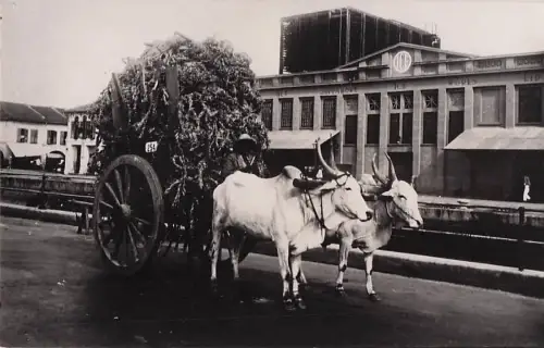 Singapore Buffalo Cart 1929 -801024