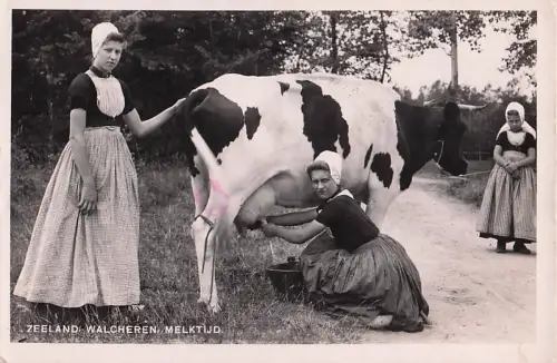 ZEELAND WALCHEREN, MELKTIJD. -802696