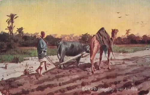 EGYPT-Ploughing near the Nile. -802896