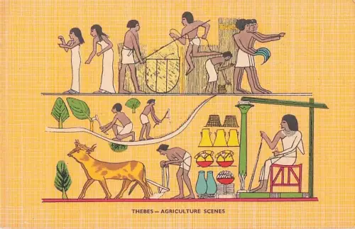 THEBES - AGRICULTURE SCENES -802968