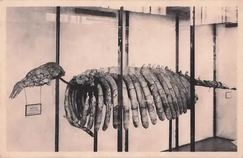 Musée Royal d'Histoire Naturelle, BRUXELLES. -803622