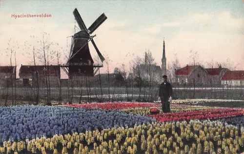 Hyacinthenvelden -804536