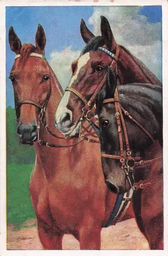 Postkartenmotiv mit drei Pferden -804710